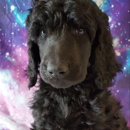 Luke - Poodle puppy in Littleton, Colorado from Fireside Standard Poodles