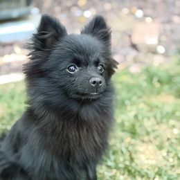 Berlin - Black male Pomeranian puppy in Los Angeles, Santa Clarita, California from LT_Poms