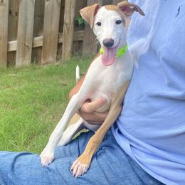 Italian Greyhound Puppies from Iggies of Azalea