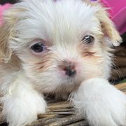 Shih Tzus and Shorkies from Kennel in the Valley