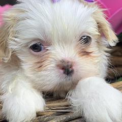 Shih Tzus and Shorkies from Kennel in the Valley