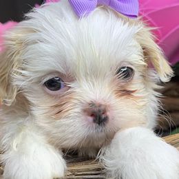 Shih Tzus and Shorkies from Kennel in the Valley