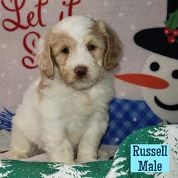 Russell - Parti male Assorted Doodle Crosses puppy in Beecher, Illinois from Erica’s Doodles