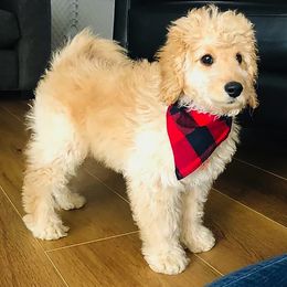 Golden Retriever, Goldendoodle, Labradoodle, and Aussiedoodle Puppies from Colorado Doodlebugs