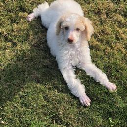 Poodle Puppies from Leah Reeves