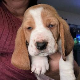 GREEN boy Winston - Red and white male Basset Hound puppy in Saint Cloud, Florida from Mockingbird Hollow Bassets