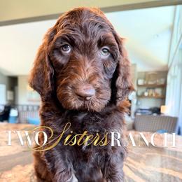 Banner - male Newfypoo puppy in Jackson, Missouri from Two Sisters Ranch, LLC