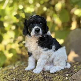 Poodle Puppies from Mount Zion Kennels