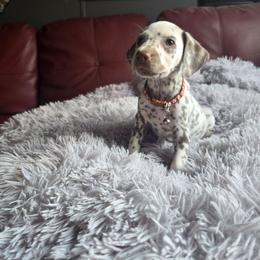 Thaye (LUA) - White and liver brown male Dalmatian puppy in Salem, Missouri from Paradise Spots Dalmatians