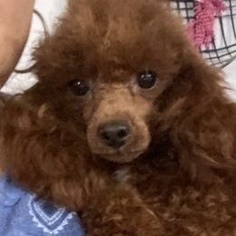 Brandy - Poodle