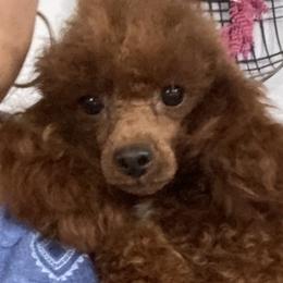 Brandy - Poodle