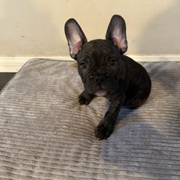 Spunk - Black male French Bulldog puppy in Whittier, California from West Coast Bullies & Frenchies