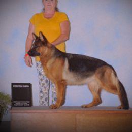 Katana  - German Shepherd