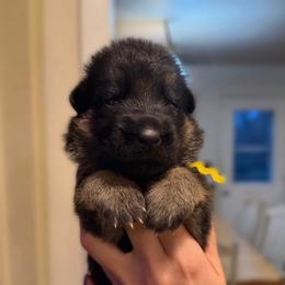 Cloe - Black and red female German Shepherd puppy in Harvard, Illinois from Aus Dem Meer German Shepherds