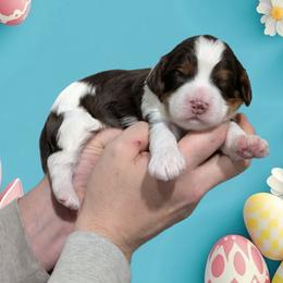 Curly - Tri-color male Cavapoo puppy in Coshocton, Ohio from Forever Family Puppies