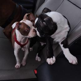 Boston Terrier and French Bulldog Puppies from Reds Studio
