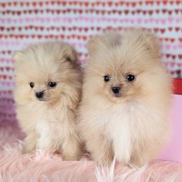 Pomeranian Puppies from Pop Off Pomeranians