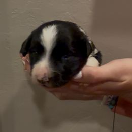 Sallie Ann - Black and white female Border Collie puppy in North Lakeport, California from Wild Rose Ranch