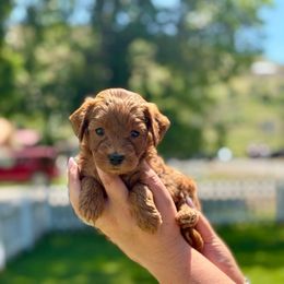 Aden - male Double Doodle puppy in Columbus, Montana from Comfort Doodle