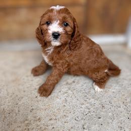 Blaze - Red female Cavapoo puppy in Sacramento, California from Lipscomb Doodles