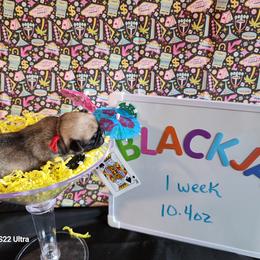 Blackjack - Fawn male Pug puppy in Tucson, Arizona from Cactus Pugs & Hugs