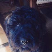 Bouvier des Flandres All Grown Up from Beulah Bouviers