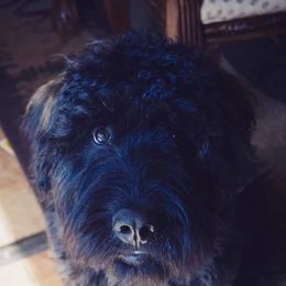 Bouvier des Flandres All Grown Up from Beulah Bouviers