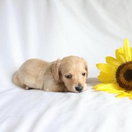 Dayne - Cream male Dachshund puppy in Fredericksburg, Ohio from William's Dachshunds