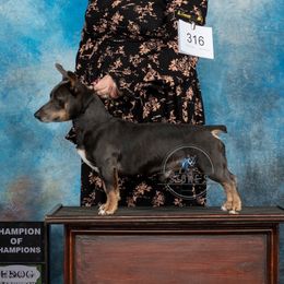 Mickey - Teddy Roosevelt Terrier