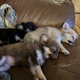 Chihuahua and Dachshund Puppies from Little Pawz, LLC