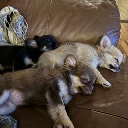 Chihuahua and Dachshund Puppies from Little Pawz, LLC