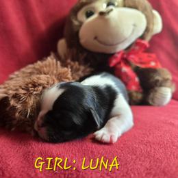 Shih Tzu Puppies from Nique's Shih Tzus