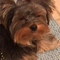 Yorkshire Terriers from Shelia East's Yorkshire Terriers