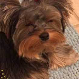 Yorkshire Terriers from Shelia East's Yorkshire Terriers