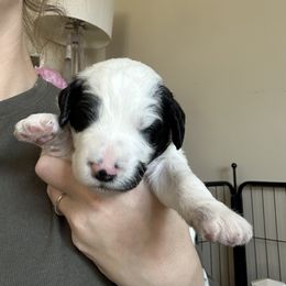 Sheepadoodle Puppies from Taylor's Sheepadoodle Puppies