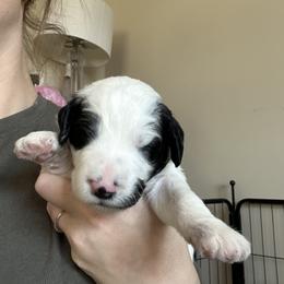 Sheepadoodle Puppies from Taylor's Sheepadoodle Puppies