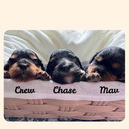 Cavapoo All Grown Up from Carolina Canines