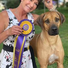 Rhodesian Ridgeback Puppies from Aziza Ridgebacks