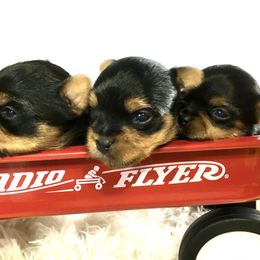 Yorkshire Terriers from Pickett Creek Yorkies