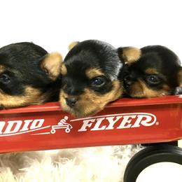 Yorkshire Terriers from Pickett Creek Yorkies