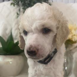 Jade - Parti female Poodle puppy in Randallstown, Maryland from Parson Standards