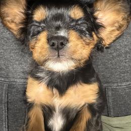 Cavalier King Charles Spaniel Puppies from Infinity Paws Cavaliers