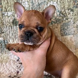 Light green female - Fawn female French Bulldog puppy in Nevis, Minnesota from Faithful Acres French Bulldogs