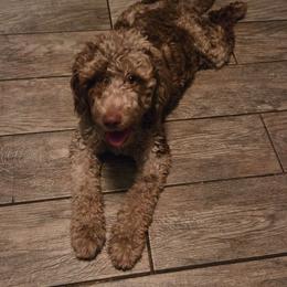 Bernedoodle puppies from Jaydas pawsome paws