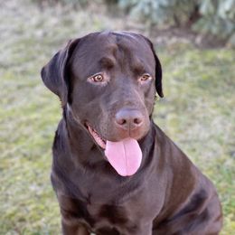Charlie - Labrador Retriever