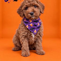 Eden - Red  female Goldendoodle puppy in Roseburg, Oregon from Dbos Furry Friends