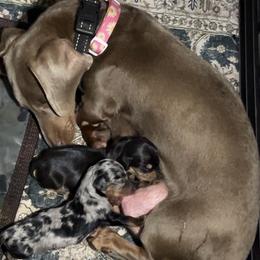 Dolly - Dachshund