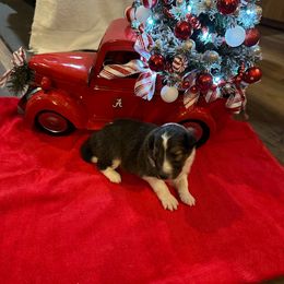 Sable and White Male - White and sable male Shetland Sheepdog puppy in Tuscumbia, Alabama from Agee's World of Shelties