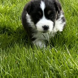 Girl 2 - Black tri-color Australian Shepherd puppy in Somonauk, Illinois from Shellyn’s Australian Shepherds