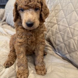 Orange collar boy - Apricot male Poodle puppy in Riverside, California from Riverside red poodles